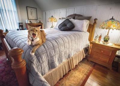 فوت وفن مراقبت از تختخواب و ایمن کردن آن در برابر گربه خانگی