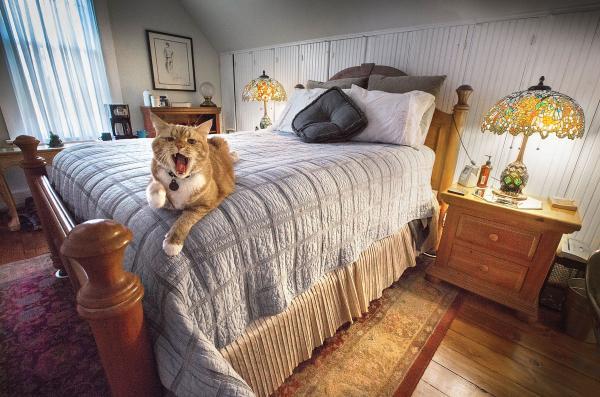 فوت وفن مراقبت از تختخواب و ایمن کردن آن در برابر گربه خانگی