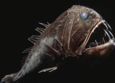 غول ماهی های ترسناک در کجا یافت می شوند؟