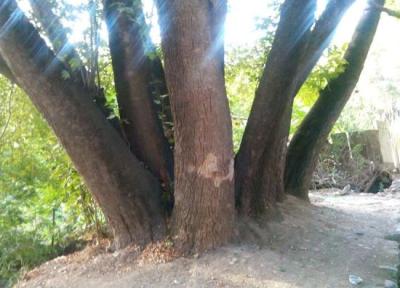داستان متفاوت ترین چنار تهران ، چرا این درخت 13تنه دارد؟ ، ماجرای چهل چنار چه بود؟